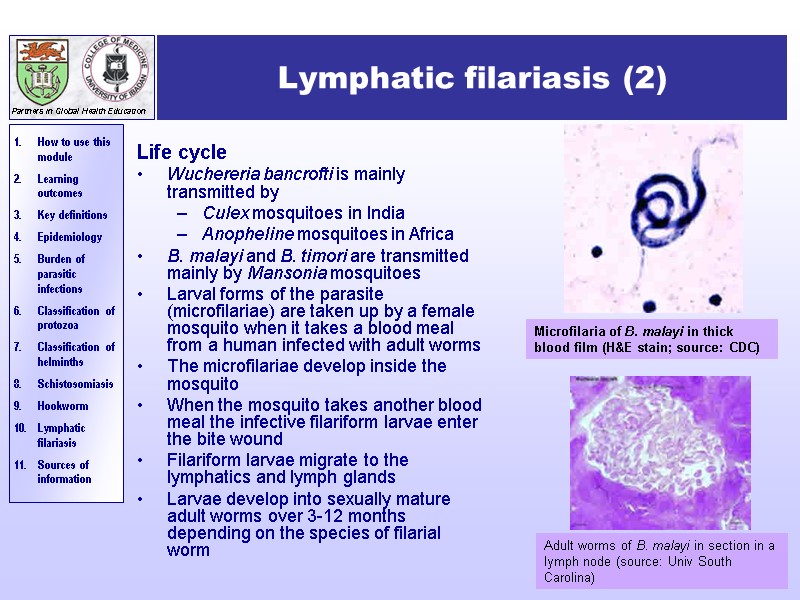 Lymphatic filariasis (2) Life cycle Wuchereria bancrofti is mainly transmitted by  Culex mosquitoes